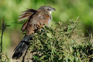 White-browed Coucal