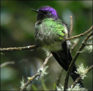 Purple-backed Thornbill Peru *DB
