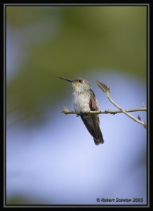 Olive-spotted Hummingbird *DB