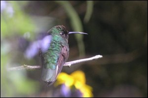 Mountain velvetbreast, Apurimac, Peru