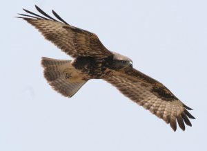 buzzard