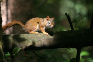 Red Squirrel during pine cone harvest