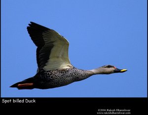 Spot-billed Duck