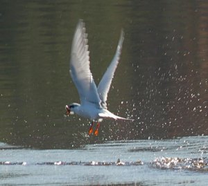 Forster's Tern - Success