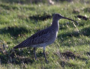 Sunrise Curlew