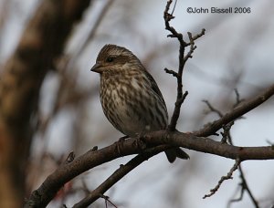 Purple Finch