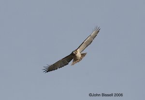 Red-tailed Hawk