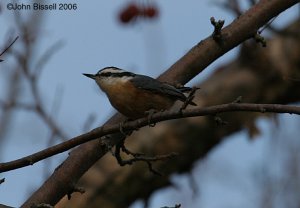 Red-breasted Nuthatch