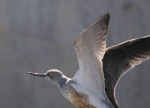 greenshank