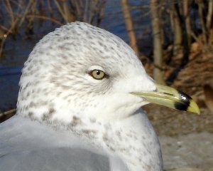 Portrait of a gull