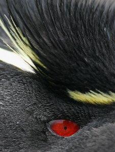 Rockhopper Penguin Detail