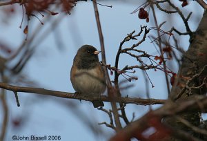 Dark-eyed Junco