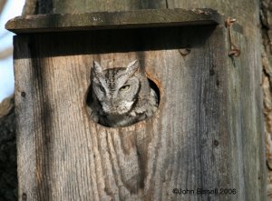 Eastern Screech-Owl