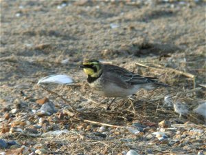 Shore Lark