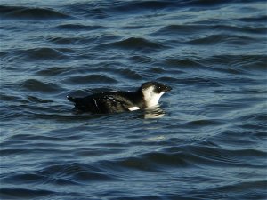 Little Auk