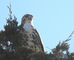 Young Red-tail looking for attention.