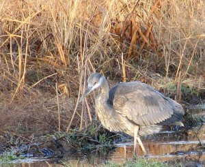 Great Blue Heron looking for breakfast.