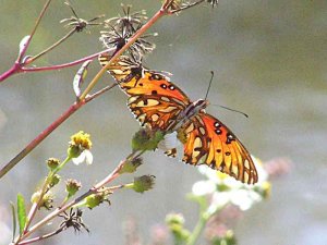 Gulf Fritillary