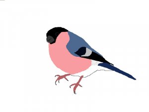 Bullfinch graphic