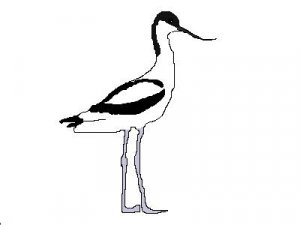 Avocet graphic