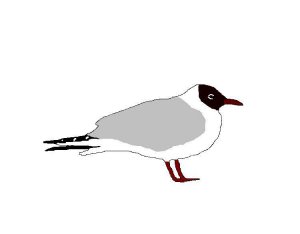 Black-headed Gull graphic