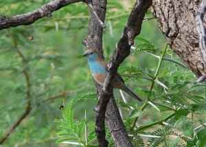 Blue Waxbill