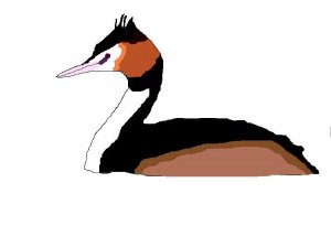 Great Crested Grebe graphic