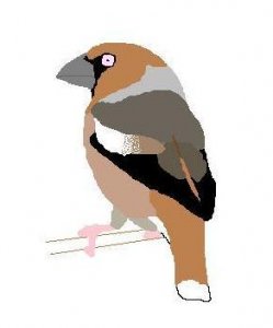 Hawfinch graphic