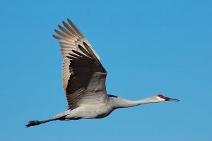 Sandhill Crane Projectile