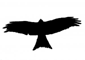 Red Kite silhouette graphic