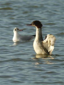 Goosander