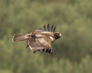 booted eagle with lunch
