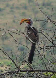 Southern Yellow-billed Hornbill