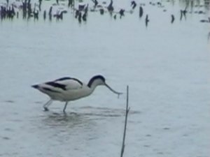 Feeding Avocet