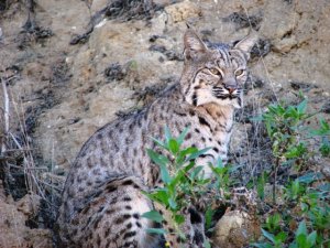 Newport Beach Bobcat