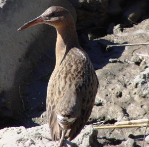 Clapper Rail