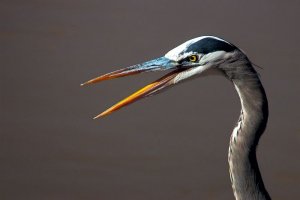 Great Blue Heron Gossip