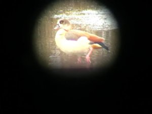 Scoping an Egyptian Goose