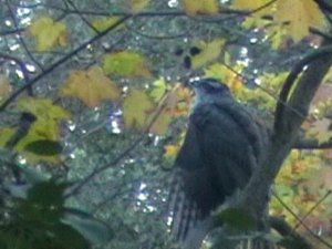 Goshawk