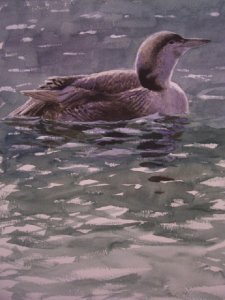 Black-throated Diver Painting