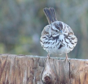 Song Sparrow