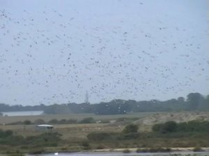 Gulls and Corvids