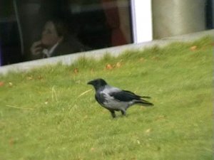 Hooded Crow