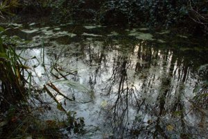 Reflections of the old wood