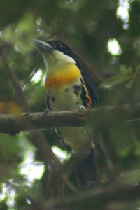 Spot-Crowned Barbet *DB