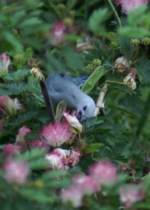 Blue-Gray Tanager