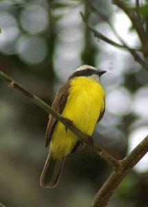 Rusty-Margined Flycatcher