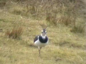 Lapwing