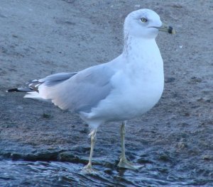 Ring-billed Gull