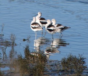 Avocets